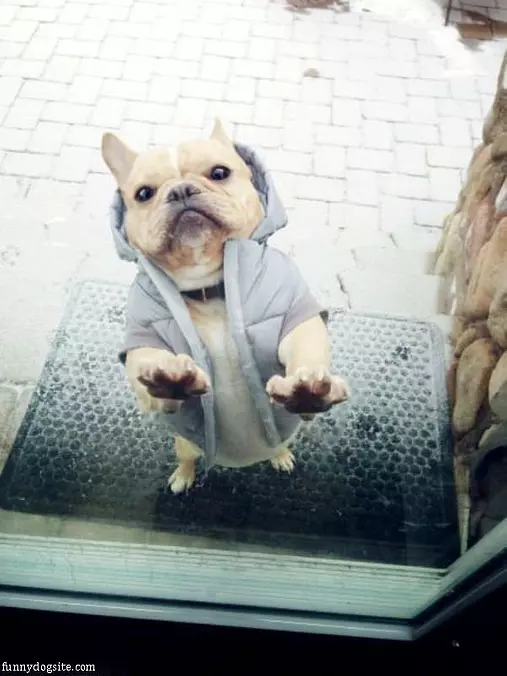 Dude Let Me In