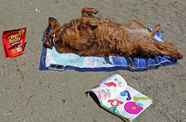Ziva At The Beach
