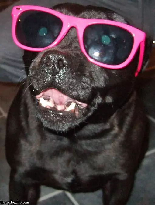 Cool Sunglasses