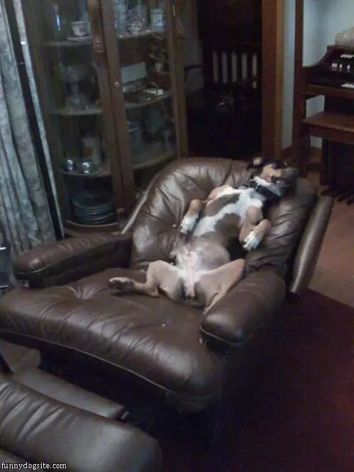 Lazy Dog
