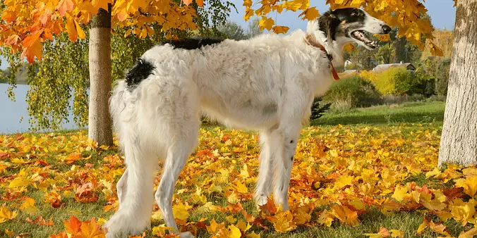 white Borzoi