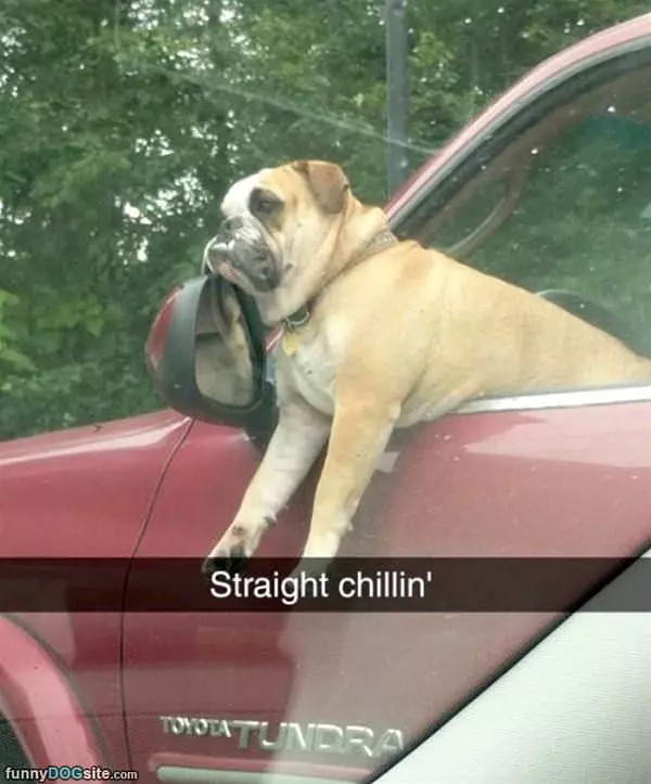 Dog Is Super Chill