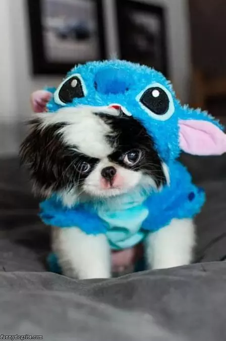 Not A Fan Of My Costume