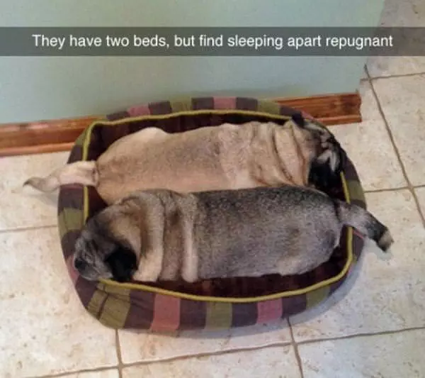 Repugnant
