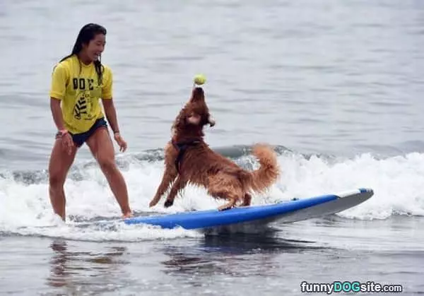 Surfing Dog