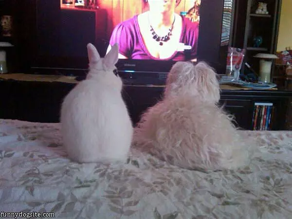 Watching Tv Together