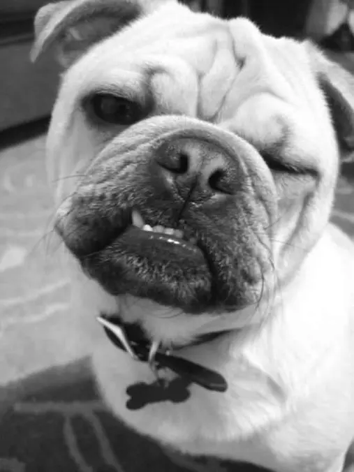 This My Grrrrrrr Face