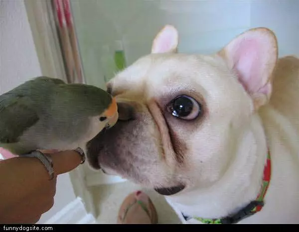 Dog And Bird