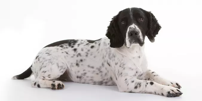 White and black French Spaniel