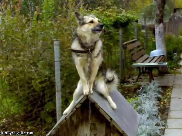 On The Doghouse