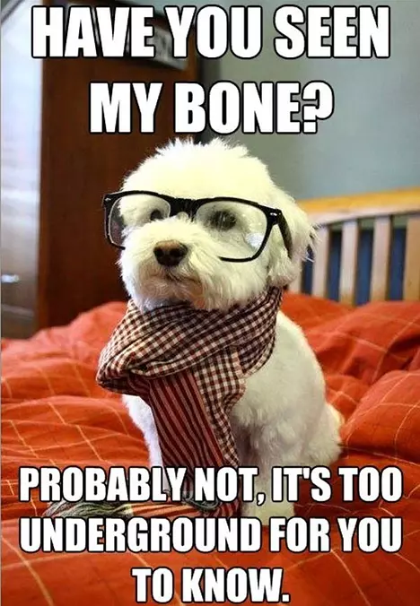 Have You Seen My Bone