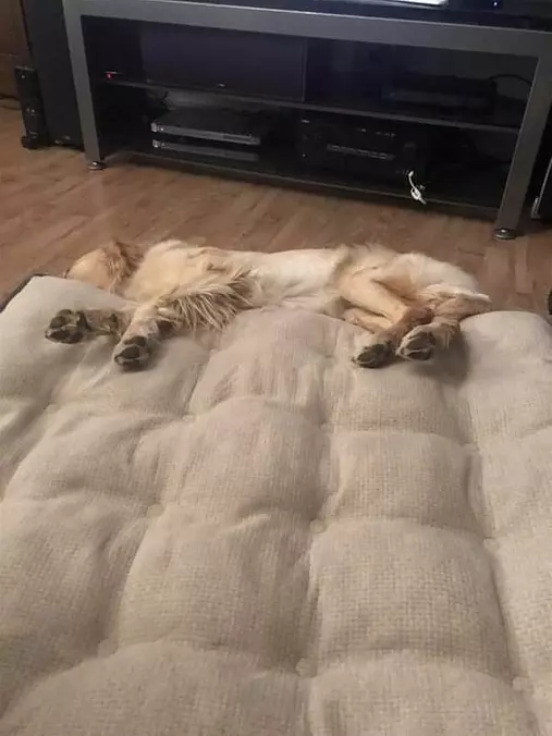 This Bed Is Perfect