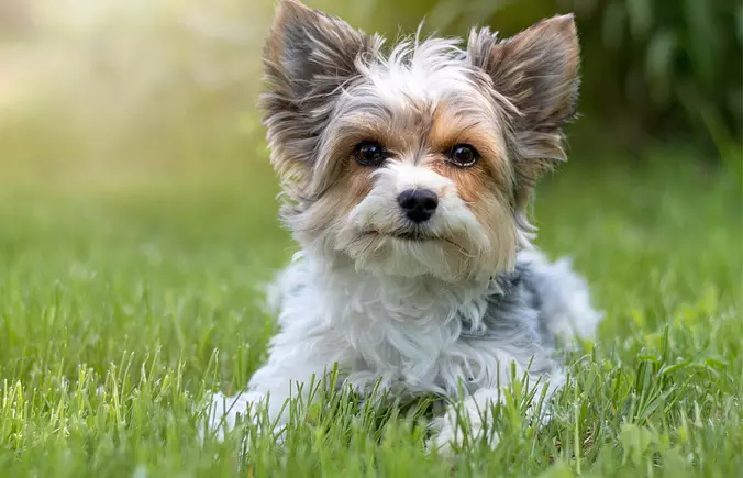 Biewer Terrier on the grass