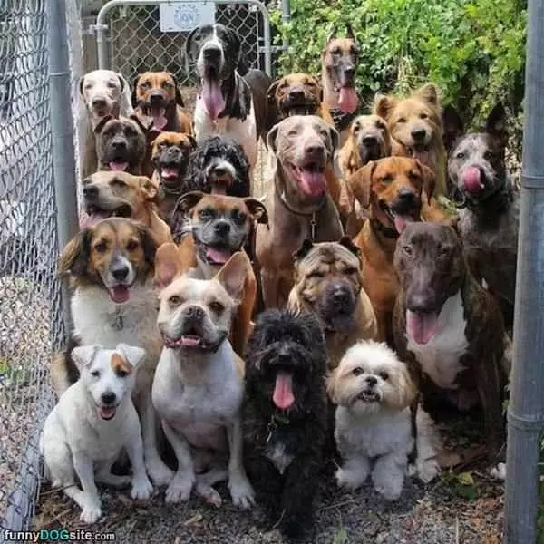 Doggo Army