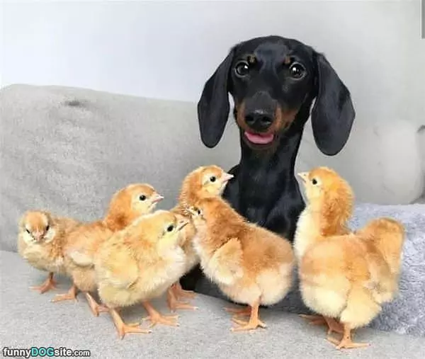 These Are My Buddies