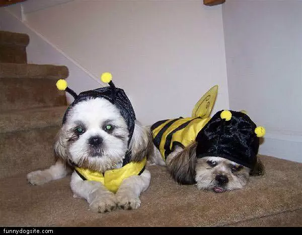Halloween Dogs