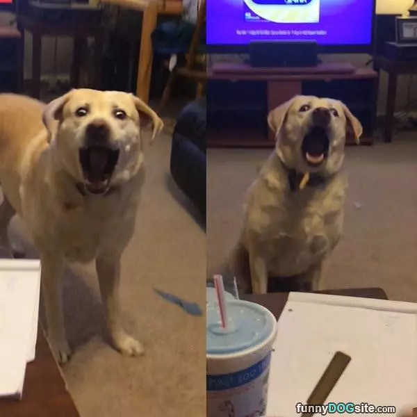 Nooo Noooo