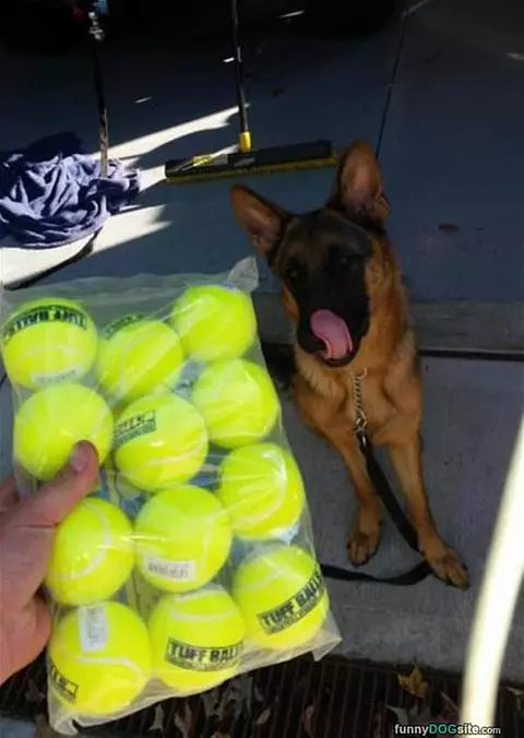 This Dog Is Ready