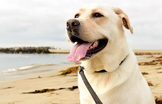 Happy Labrador Retriever