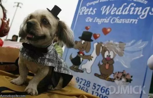 Pet Wedding
