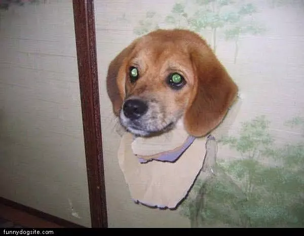 Dog Dogs Allowed
