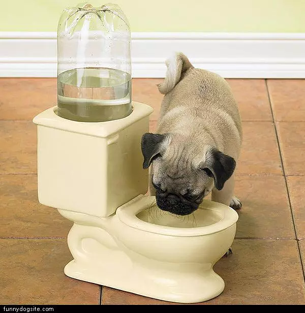 Toilet Drinker