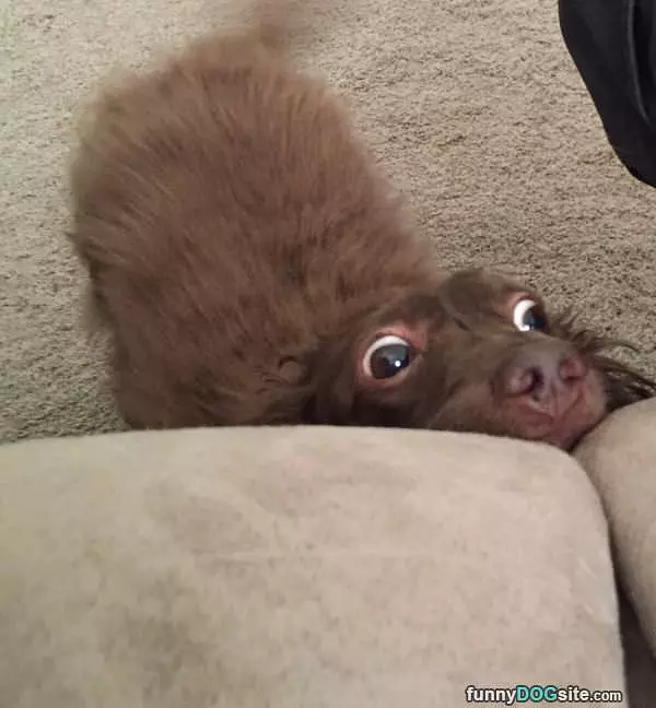 Can I Has A Cookie