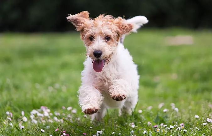Petit Basset Griffon Vendée...