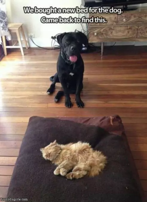 A New Dog Bed