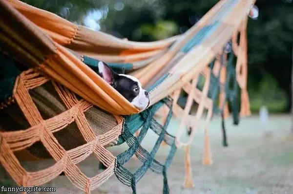 Lazy Days Here Again