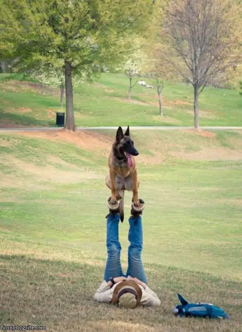 Good Dog Balance
