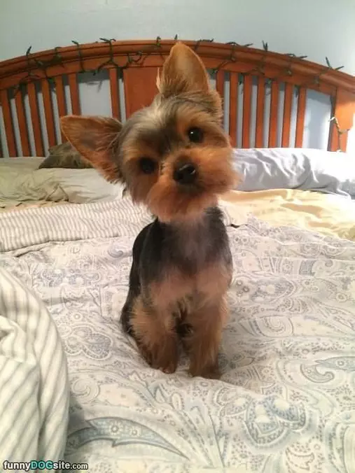 This Little Puppy