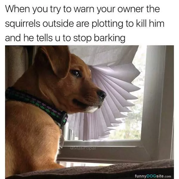 But Those Squirrels
