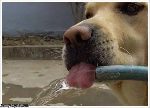 Water Hose