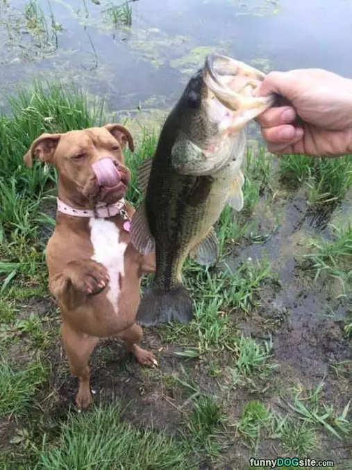 I Love Fishing