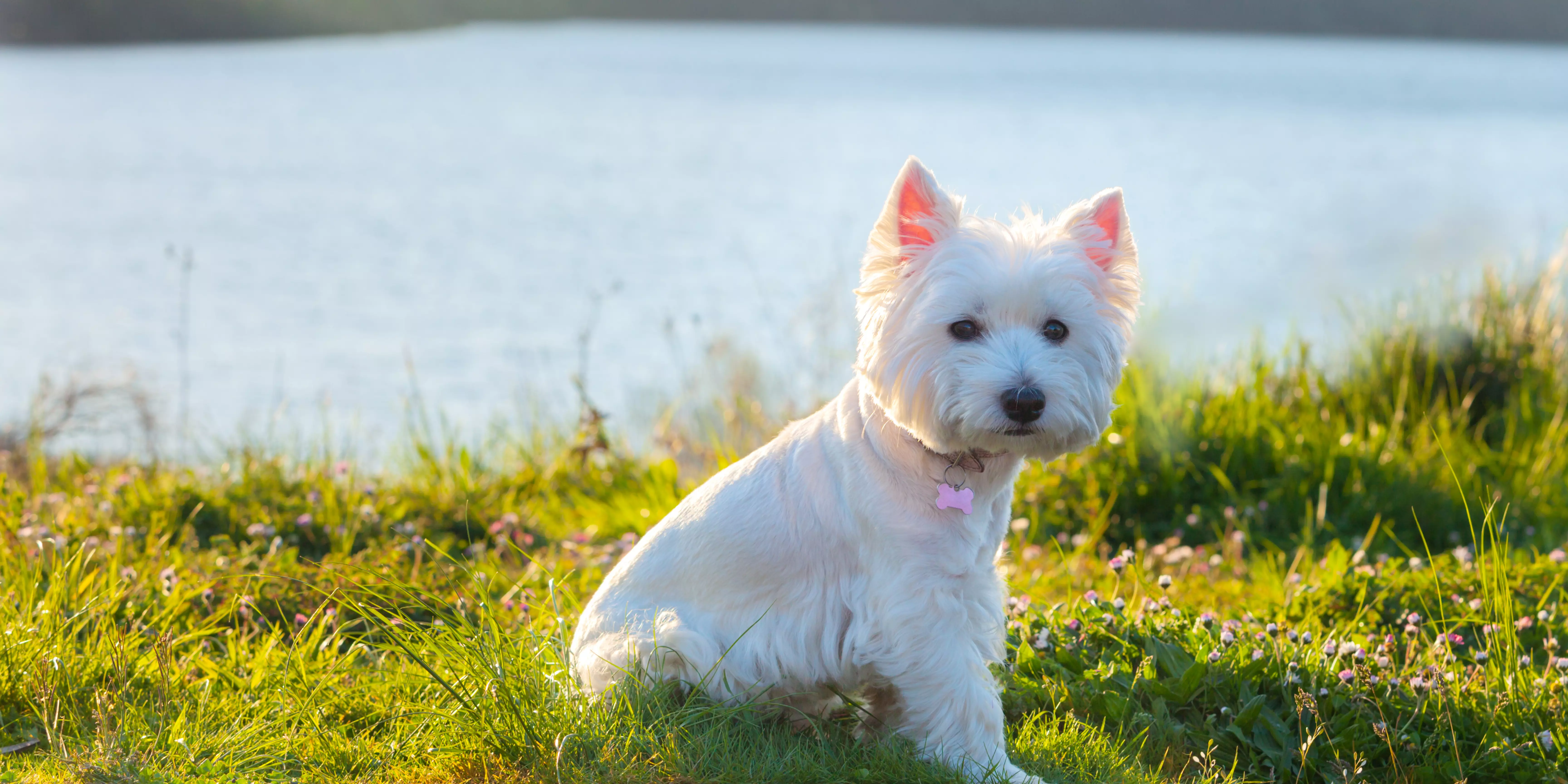 West Highland White Terrier