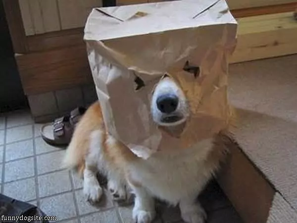 Bagface Dog