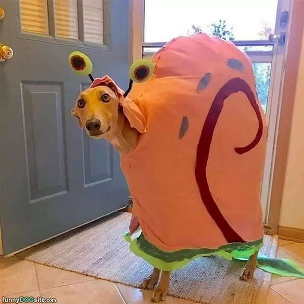 I Am A Snail Now