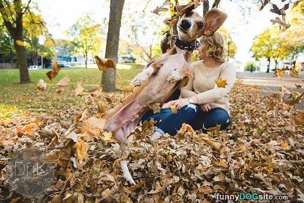 Leaf Bomber
