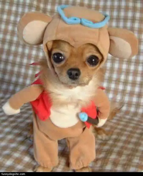 Dog Halloween Costume