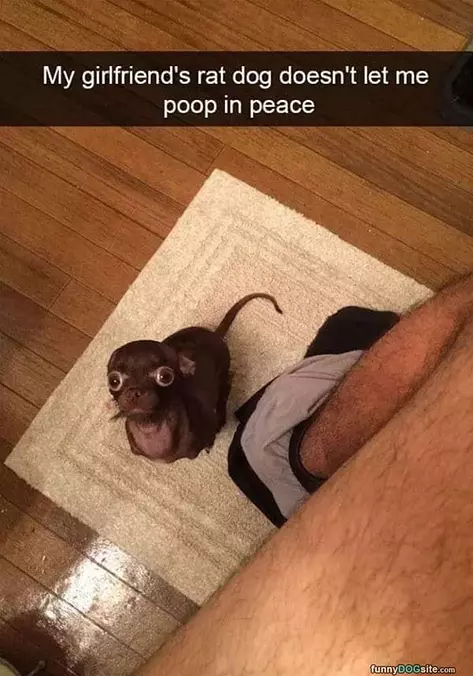 Rat Dog