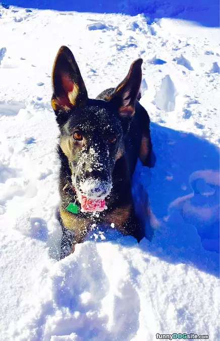 In The Snow