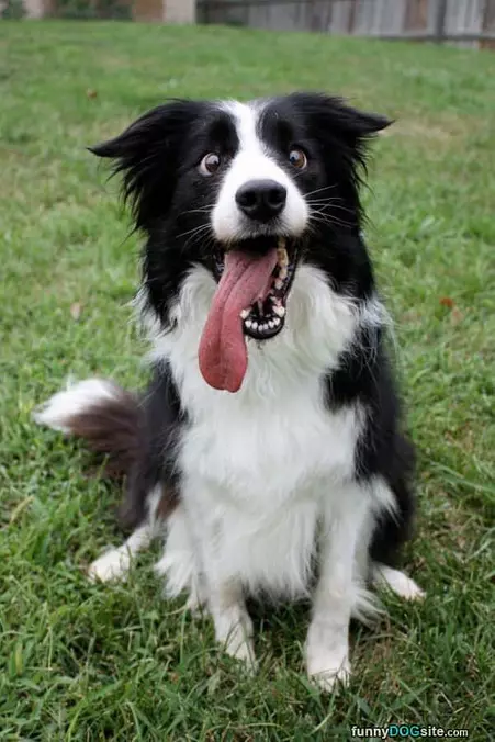 Throw It Again