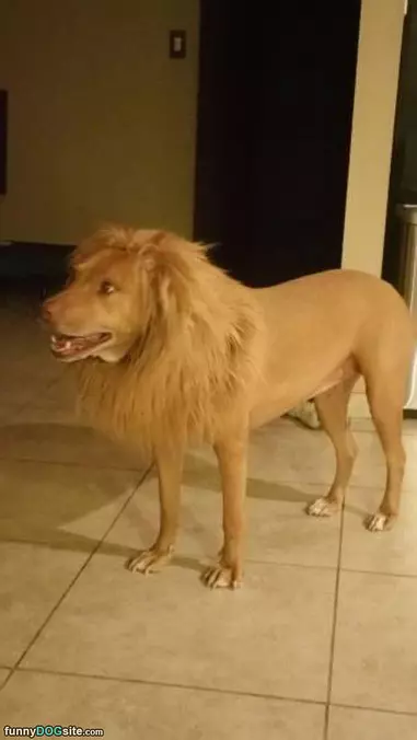 Hear Me Roar
