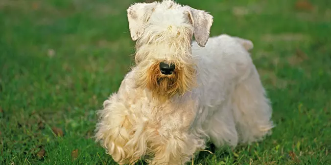 Sealyham Terrier standing o...