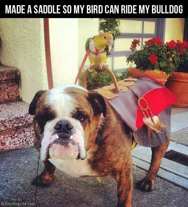 Saddle Up