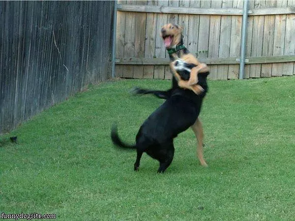 Dog Games