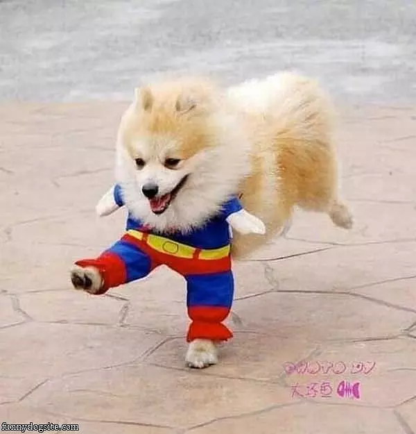 Super Dog