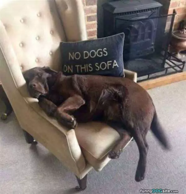 No Dogs On This Sofa Please