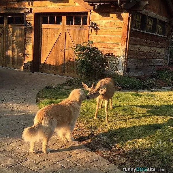 Give Me A Kiss